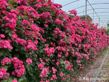 藤本月季葉子枯萎的怎么辦？做好光照、澆水、施肥和病害管理