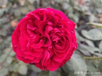 茶花女月季的優(yōu)點(diǎn)？與大地主月季有什么區(qū)別？