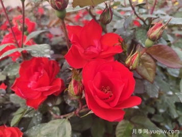 南陽月季帶動創(chuàng)業(yè)，月季花開致富路