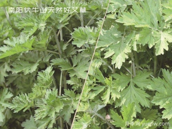 小小的野生艾草，成為南陽致富路的主角