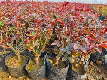 一朵月季花種出大產(chǎn)業(yè)，春節(jié)期間南陽石橋鎮(zhèn)靜候花開