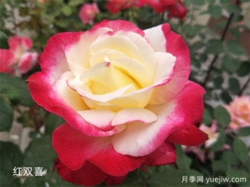 推薦十大經(jīng)典月季品種，你養(yǎng)了幾種？