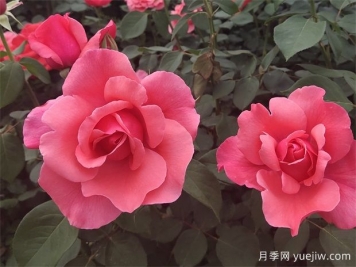 古老珍貴的10種國(guó)產(chǎn)月季，抗病好養(yǎng)比歐月實(shí)在