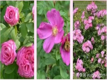 輕松區(qū)分月季、玫瑰和薔薇ROSE三姐妹，不再迷茫于愛(ài)情花海