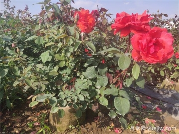 月季花病蟲害防治，常見問題與解決方法