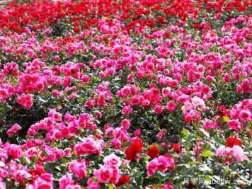 綿陽(yáng)月季扮靚城市，市花嬌艷綻放成美景