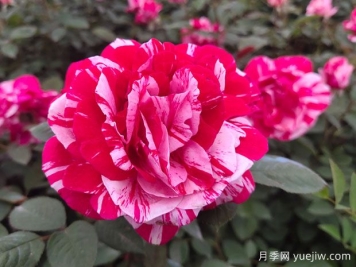 給老婆買什么玫瑰比較好？