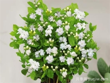 茉莉花的優(yōu)點和缺點