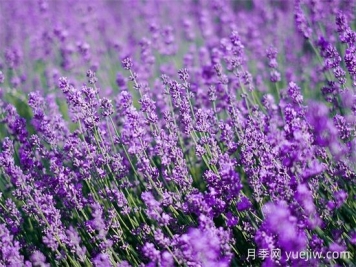 薰衣草養(yǎng)護(hù)全攻略：避開4大禁忌，打造香氣四溢的花園