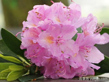養(yǎng)杜鵑花有哪些注意事項(xiàng)？