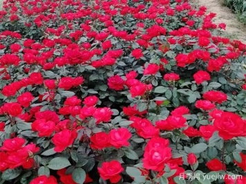 豐花月季花苗什么地方多？基地批發(fā)價(jià)格如何？
