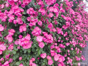哪里有藤本月季花木賣？哪有大型爬藤月季基地？