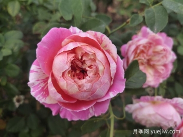 推薦4款歐月月季，顏值擔(dān)當(dāng)，抗病好養(yǎng)