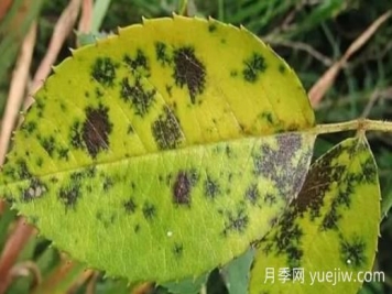 月季黑斑病如何根治？有什么藥治？