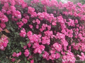 月季花開(kāi)：美了小城，醉了路人
