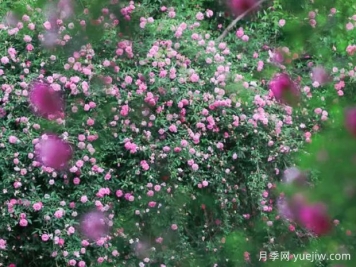 無錫的薔薇開好了，快來打卡！