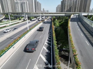 鄭州月季：花開(kāi)鄭好景如畫(huà)，高架月季香滿城