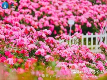 2024年第二屆杭州市月季花展舉辦，賞500萬株月季