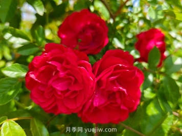 月季紅木香爆花機(jī)器，花艷麗花量大花期長