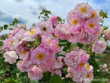 古詩里的薔薇花