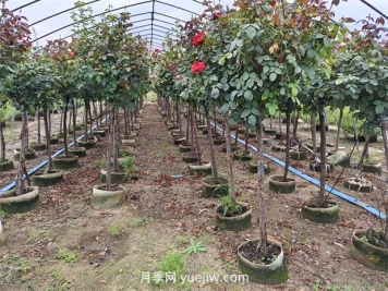 苗木分級怎么分？都有哪些等級？