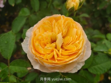 從一萬種月季花中精選這10種，你喜歡嗎？