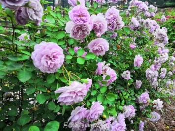 瀘州市古藺大寨花海迷宮進入盛花期，打卡高顏值