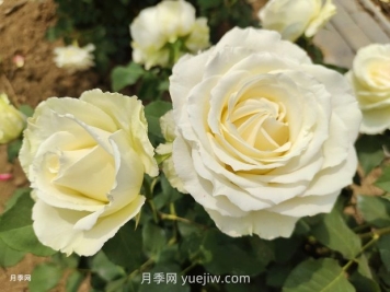 月季有紅蜘蛛，一勺洗潔精兌水居然能搞定