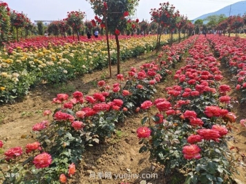 南陽(yáng)西峽：探源古老月季 衍續(xù)種質(zhì)資源