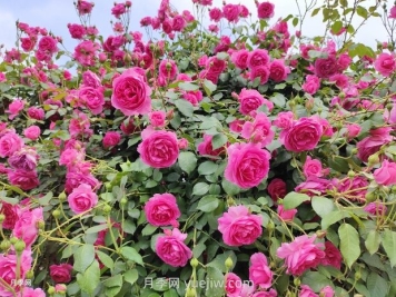 春天月季花敗后，如何掌握快速復(fù)花技巧？