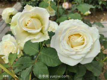 月季花怎么快速復(fù)花？6個技巧讓月季快速復(fù)花