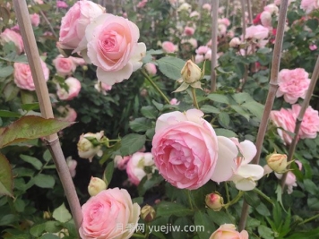月季長花苞后，花多多和磷酸二氫鉀怎樣用？