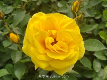 大花月季與豐花月季有什么不同？