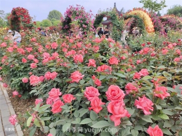 南陽(yáng)：以月季花為媒 花樣經(jīng)濟(jì)促繁榮