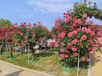 南陽中國(guó)月季園：五一賞花好去處 千畝月季花開正艷