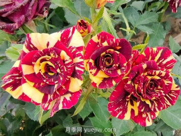 月季基本養(yǎng)護要點：通風、光照、澆水