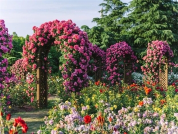 月季天花板，上海濱江森林公園浪漫的月季花墻盛開