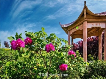 南陽臥龍嘉農(nóng)玫瑰園成網(wǎng)紅打卡地，帶領(lǐng)村民致富