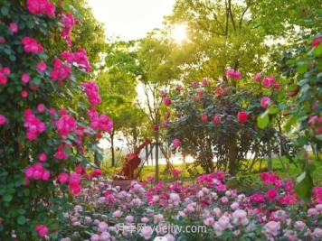 上海前灘休閑公園，月季花海盛景等你賞