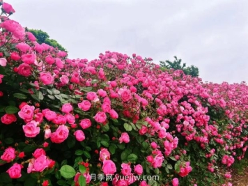 上海放鶴谷無門票，30萬朵200多種月季開成了花海