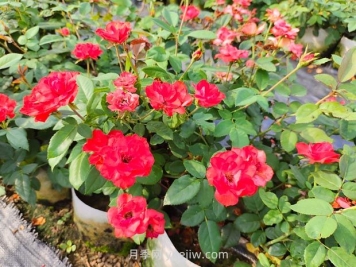 月季花的養(yǎng)殖方法和時間