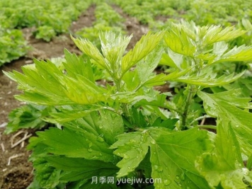 加快南陽艾產(chǎn)業(yè)標(biāo)準(zhǔn)化規(guī)范化發(fā)展，訪艾葉攻關(guān)組組長(zhǎng)