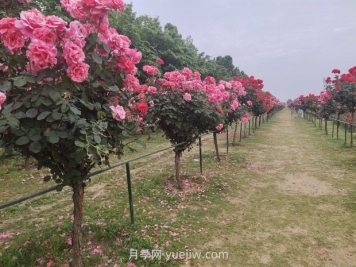 樹樁月季移植之后，先搭支撐還是先澆水？