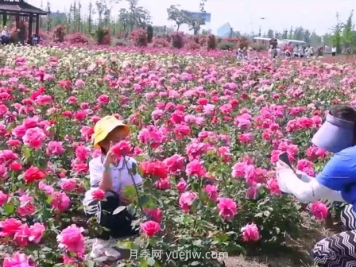 鹽城射陽縣鶴鄉(xiāng)菊海8萬株月季花盛放，打卡圣地