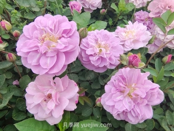 藍(lán)色陰雨月季的優(yōu)缺點(diǎn)是什么？有哪些？藍(lán)色陰雨月季生長(zhǎng)條件？