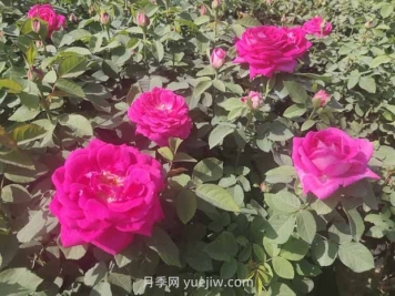 月季白粉病是什么原因造成的？
