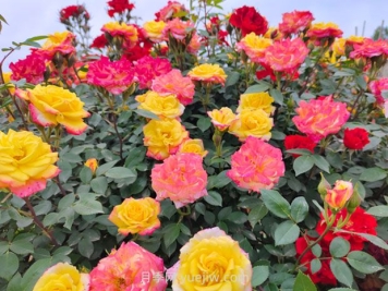 藤彩虹月季幾月開花？