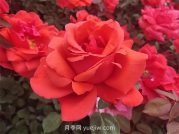 如何通過修剪大花月季，保證它的生長健康？