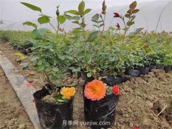 月季花怎么繁殖？