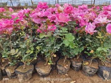 月季花怎么種？